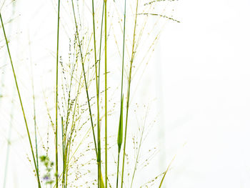 Close-up of wheat growing on field against clear sky