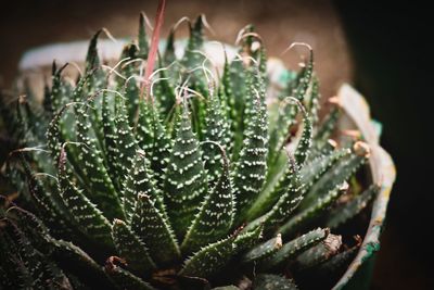 Close-up of succulent plant