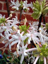 Close-up of white flower