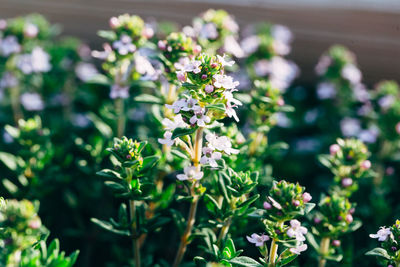 Close-up of flowering plant