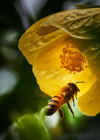 Close-up of bee pollinating on flower