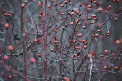 Rosehip bush without leaves in the cold