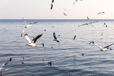 Seagulls flying over sea