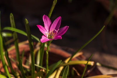 Close-up of pink crocus flower