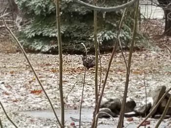 Close-up of ducks in zoo