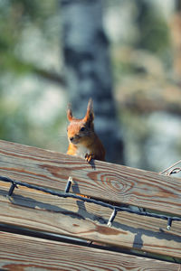 Squirrel on bench