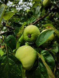 Close-up of fruits growing on tree