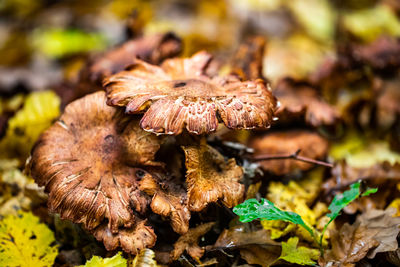 Close-up of mushroom growing on field