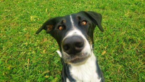 Portrait of black dog