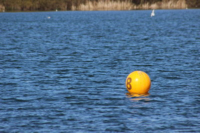 Close-up of yellow floating on water