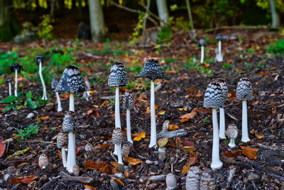 Close-up of mushrooms on field
