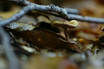 Close-up of plant against blurred background