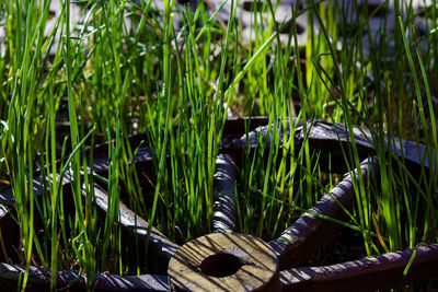 Close-up of plants growing on field