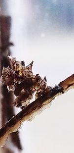 Close-up of snow on plant