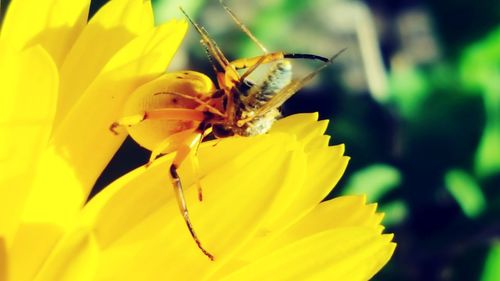 Close-up of butterfly pollinating on yellow flower