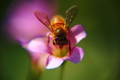 Close-up of bee pollinating on flower