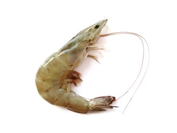 Close-up of insect over white background