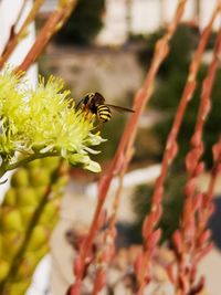 Close-up of bee pollinating on flower