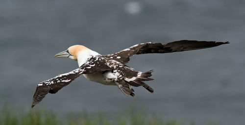 Seagull flying over a bird