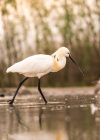 Side view of eurasian spoonbill in lake