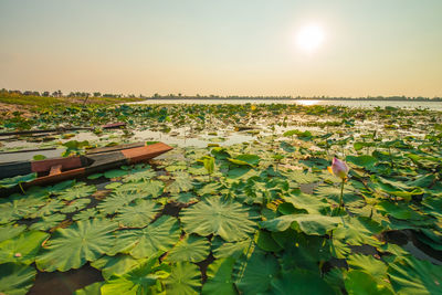 Water lily in lake against sky during sunset