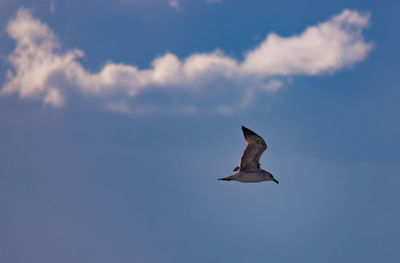 Low angle view of seagull flying against sky