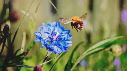 Close-up of bee pollinating on purple flower