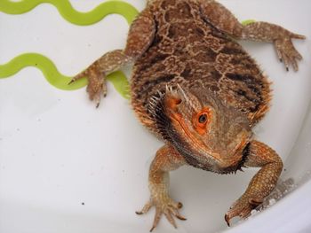 Close-up of lizard