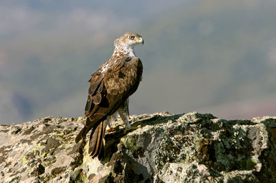 Bird perching on rock