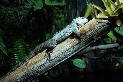 Close-up of iguana on tree trunk