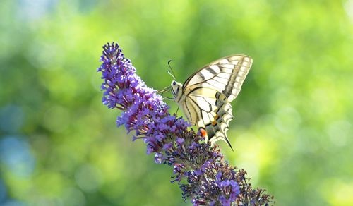 Close-up of butterfly pollinating on purple flower