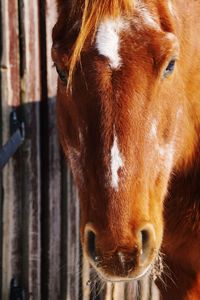 Close-up of horse