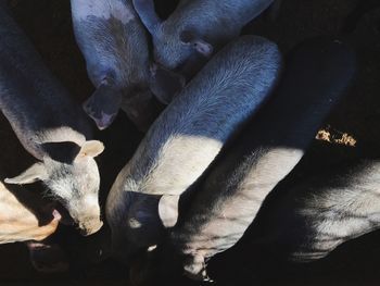 Directly above shot of pigs at farm