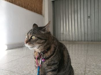 Close-up portrait of cat