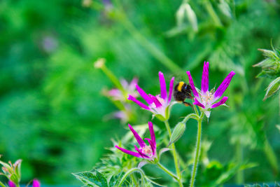 Close-up of butterfly pollinating on pink flower