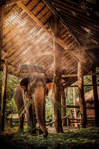 View of elephant in zoo