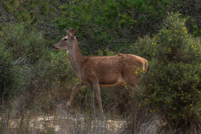 Deer standing in a forest