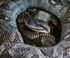 Close-up of lizard in zoo