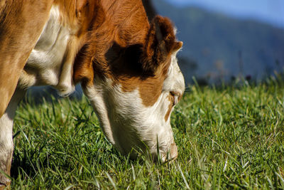 View of a dog relaxing on field