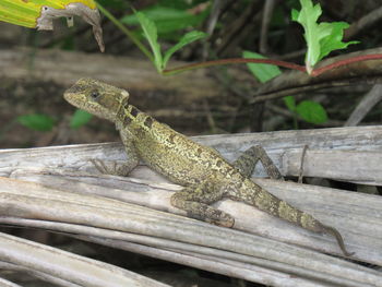 Close-up of lizard on wood