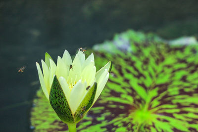 Close-up of flowering plant against blurred background