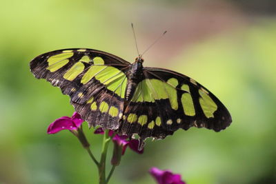 Close-up of butterfly pollinating on flower