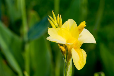 Close-up of yellow flowering plant