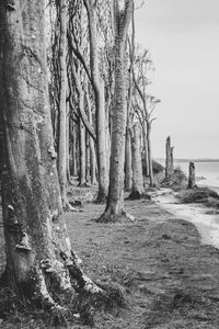 Scenic view of forest