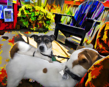 Dog resting on ground