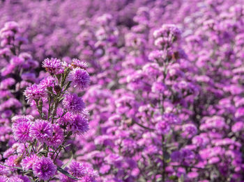 Purple margaret flowers in the flower field