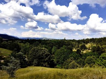 Plants growing on land against sky