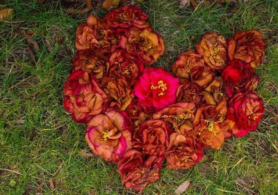 High angle view of flowers on field