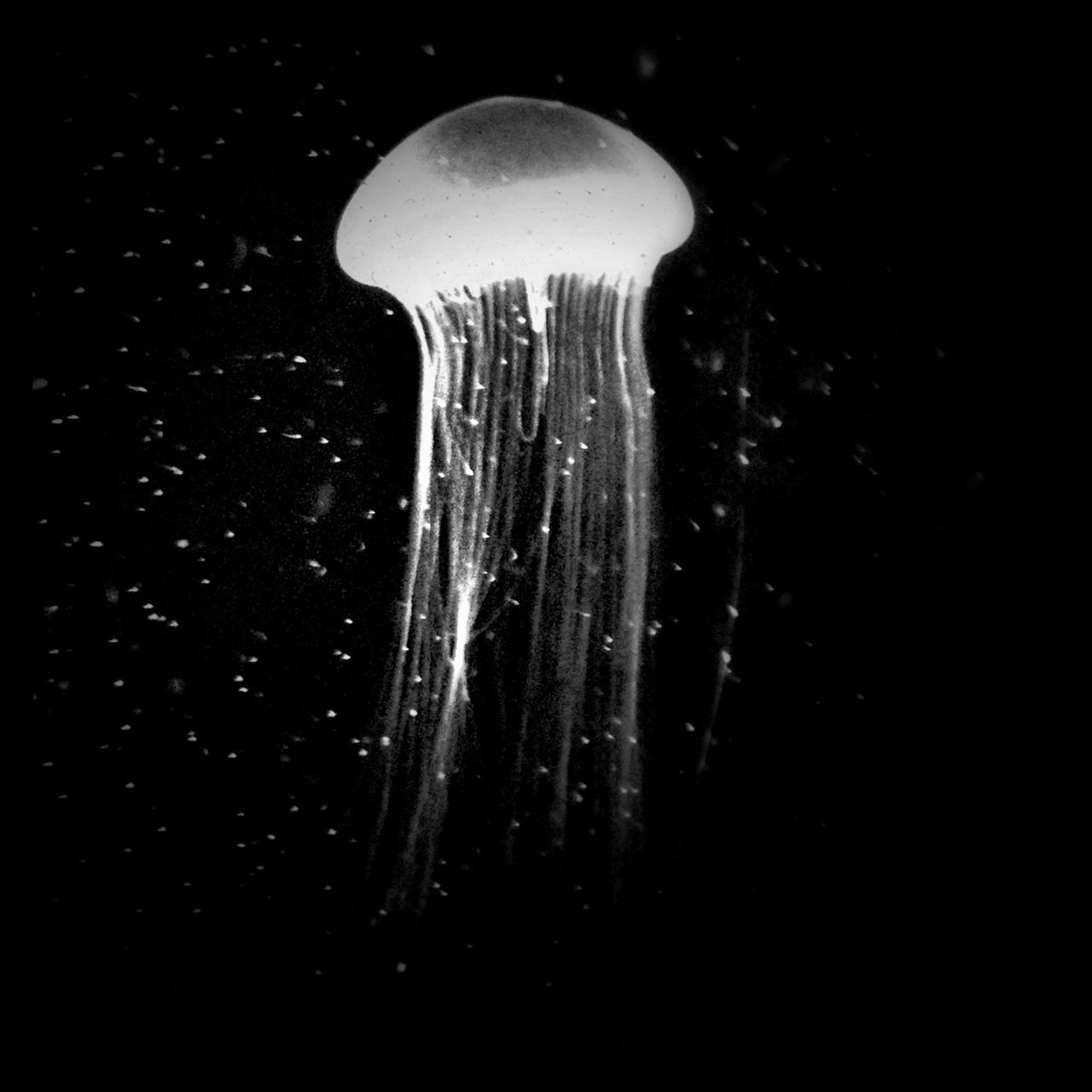 black background, studio shot, night, motion, close-up, dark, water, copy space, jellyfish, long exposure, creativity, splashing, art, art and craft, human representation, no people, abstract, ideas, low angle view, spooky