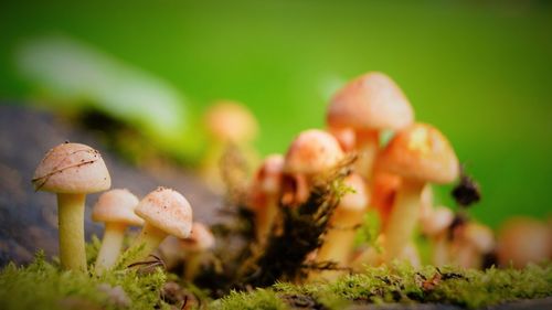 Close-up of mushrooms growing outdoors